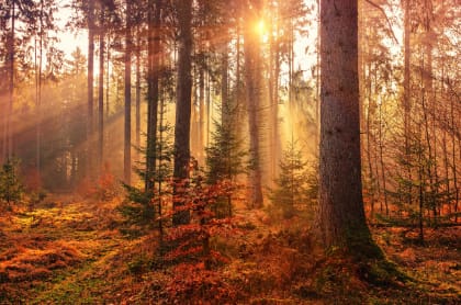 Sun rays filter through the trees of a forest in autumn.