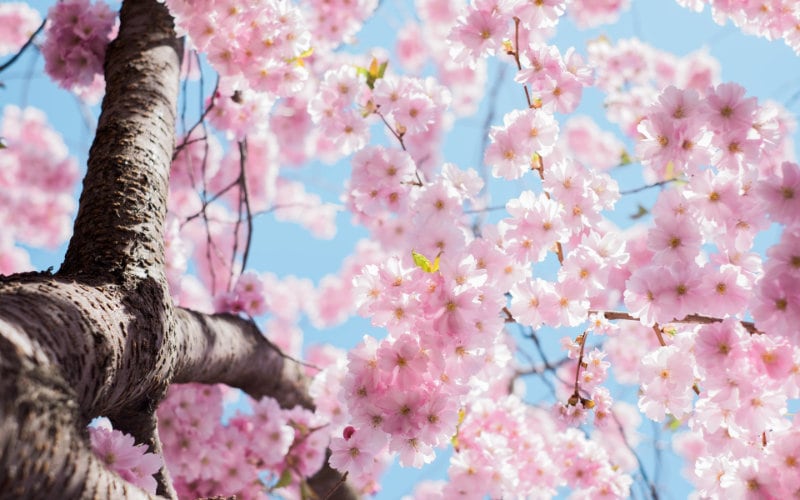 Cherry blossom tree under clear blue sky